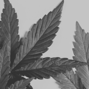 Cannabis Leaves